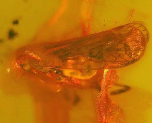 Insecto fósil raro, Fulgoromorpha en ámbar báltico genuino - Imagen 1 de 2