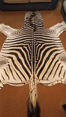 Zebra hide A+ / skin - Large Genuine South African Burchell Zebra hide - 35% OFF - Image 1 of 4