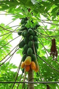 Papaya Samen fruchtig und exotisch Obst Saatgut - Bild 1 von 1