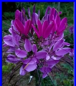 Violet Queen Cleome Seeds- (Spider Flower) 30 Seeds Comb. S/H  See Our Store - Picture 1 of 7