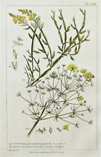 BROOM, SPARTIUM, GENISTA, Miller Large Antique Botanical flower print 1760 