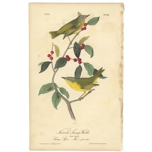 Audubon Birds Octavo 1ª Edición 1840 h/c Litografía Pl 113 Nashville Swamp Warbler - Imagen 1 de 2