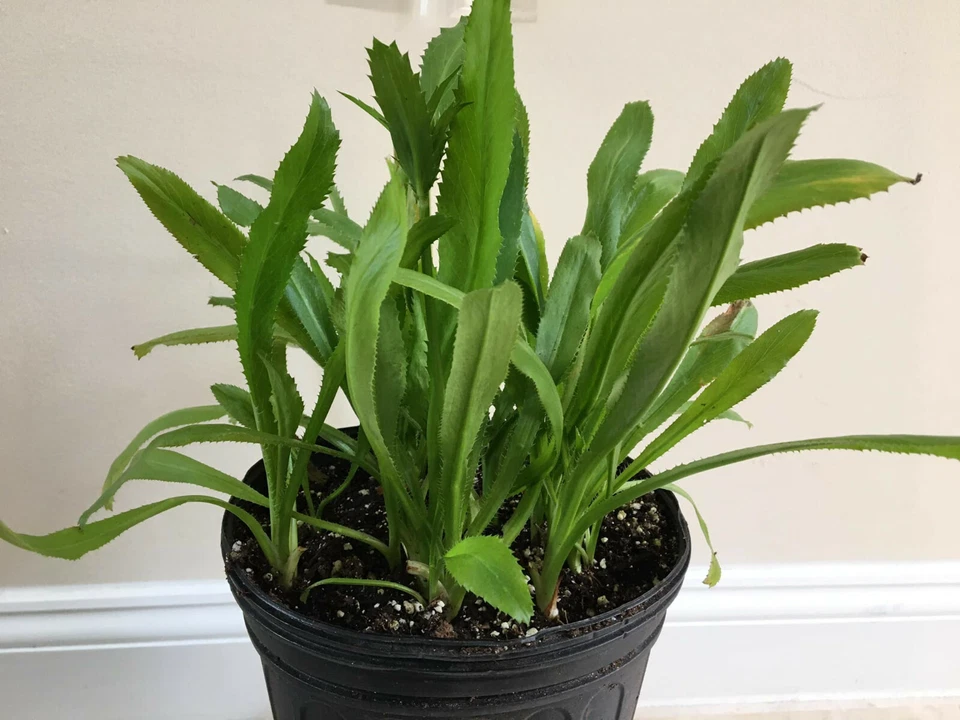 3 CULANTRO Eryngium foetidum Thai /Vietnamese parley Ngo Gai, live Plant, USA - Image 1 of 4