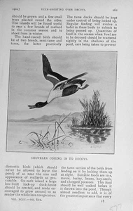 Original Old Antique Print 1910 Shoveler Bird Mallard Duck Hunting 20th Century - Picture 1 of 1