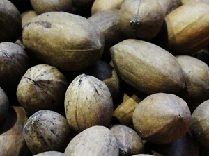 Northern Pecans - inshell, organic, flavorful - 25lbs  Clearance SALE! - Picture 1 of 12