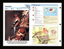 Chaffinch Wild Life Fact File Bird Animal Card Home School Study 2.74