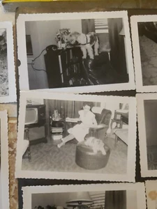 LOT OF 11 snapshots posing laying dog jack russell poodle jackapoo 1950's RP - Picture 1 of 12