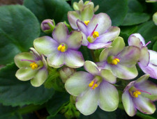 African Violet - Optimara Little trio  - LEAF