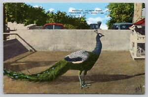 Postcard MI Traverse City Peacock Clinch Park Linen UNP A13