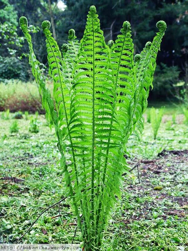 TN OSTRICH GLADE FERN 5 rizoma/raiz- (Matteuccia struthiopteris) - Imagem 1 de 4