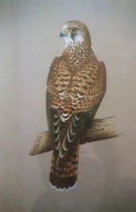 Robert E Fuller Signed Limited Edition Print 53/200 Bird Sparrowhawk Kestrel - Picture 1 of 6