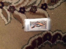 U1-4 cigarette card Foreign Birds - Ogdens 1924 no 32