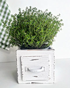 Pflanztopf Pflanz Schublade Blumen Deko Topf Schale Shabby Vintage Garten - Bild 1 von 3
