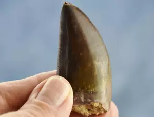Grande dente africano Carcharodontosaurus T-rex 2,2" 55mm fossile 100 myo 515bb - Foto 1 di 19