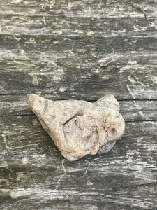 Fossiles Korallengestein wurde vor 300 Millionen Jahren als Paläozoikum nachgewiesen - Bild 1 von 3