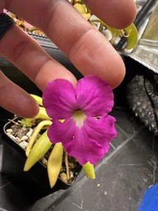 Pinguicula Pink Moon - Picture 1 of 2
