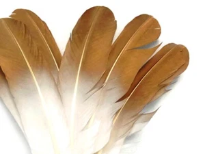 6 Feathers Gold Tipped Metallic Spray Painted White Imitation Eagle Turkey Wing - Picture 1 of 6