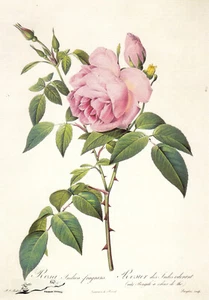 Cartolina: Redoute - Rosa - Foto 1 di 1