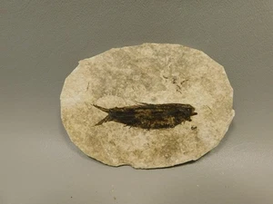 Fish Knightia Eocaena Small Fossil Lake Green River Wyoming #O3 - Picture 1 of 6