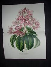 Original 1850 Van Houtte Large Hand Finished Botanical Print: FUCHSIA B16
