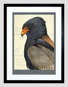 PAINTING ABYSSINIA BIRD MAMMAL FUERTES EAGLE BATELEUR FRAMED ART PRINT B12X12858 - Bild 1 von 17