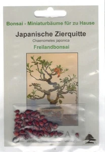Bonsai - 50 Samen Japanische Zierquitte, Chaenomeles japonica 90111 - Bild 1 von 2