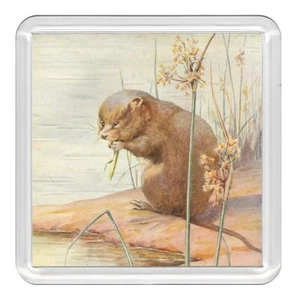 Water Vole Wildlife Nature Acrylic Coaster Novelty Drink Cup Mat Great Gift - Picture 1 of 1