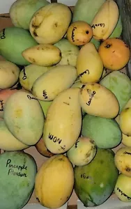 Grafted Rare Mango Tree CARABAO 3Gal Pot Ready To Fruit Ship UPS Overnight - Picture 1 of 13