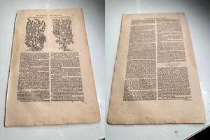 1 página de Cruydt Boeck Remberti Dodonaei / Rembert Dodoens Botanical 1644 - Imagen 1 de 4