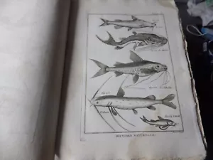 PANCKOUCKE  ICHTCHYOLOGIE POISSONS  GRAVURE ORIGINALE DE  1788    22 X 31 Cms - Imagen 1 de 1