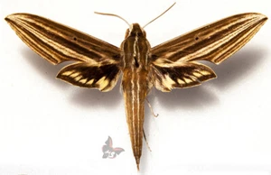 Xylophanes titana,69mm,Sphingidae from Peru,UNMOUNTED - Picture 1 of 1