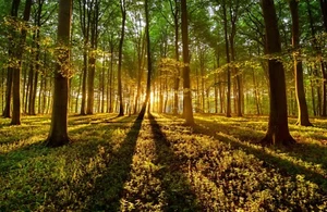 Fotomurale-SUN GLOW FOREST-(7759)-NON TESSUTO-Carta da parati-Alberi Sole XXL - Foto 1 di 1