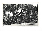 Countryside Near Beautiful New Port Richey Florida RPPC Vintage Postcard