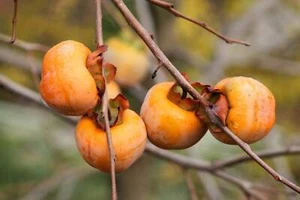 10 ITALIAN PERSIMMON TREE Dateplum Date Plum Fruit Diospyros Lotus Seeds - Picture 1 of 15