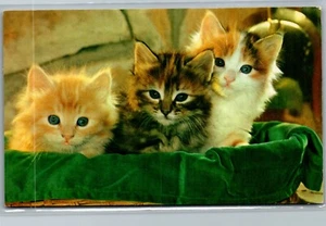 Cat - Meow!! - Three kittens in a basket - Vintage Postcard TT1 - Picture 1 of 2