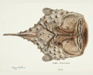 Print or Canvas - Antique Prickly anglerfish drawn by Frank Edward Clarke - Imagen 1 de 1