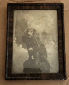 Antique Carved Wooden Frame Scary Poodle Dog Studio Photograph Picture Victorian - Picture 1 of 4