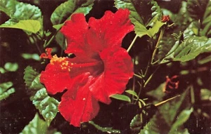 Hibiskus Vintage Chrome PC unbenutzt - Bild 1 von 2