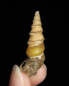 SEA SHELL FOSSIL, GASTROPODA, THIARIDAE, FROM JAVA, INDONESIA, 35MM - Picture 1 of 4