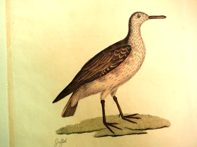 Red Knot - originaler altkolorierter engl.  Kupferstich - Bild 1 von 4