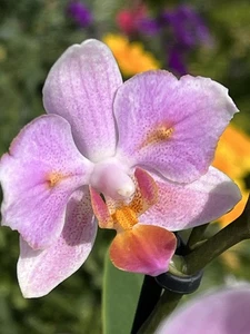Orchidee Phalaenopsis PENTAGRAPH / PIA Peloric (2-eyes) - Bild 1 von 11
