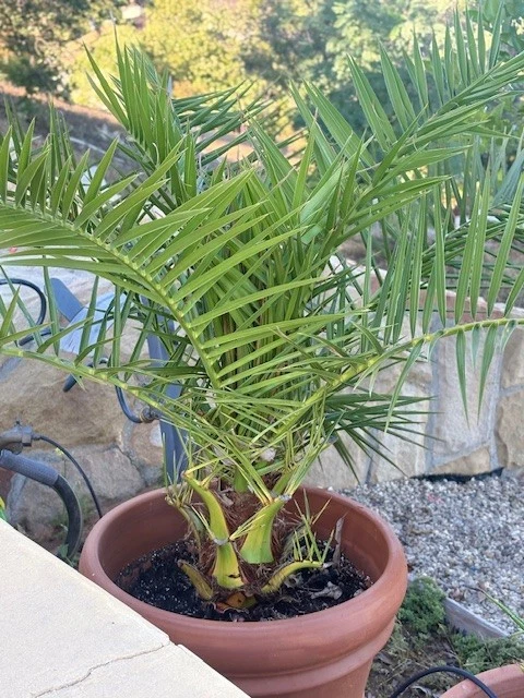 Phoenix Canariensis (palmera de piña), palmera datilera grande Foto 1 de 2