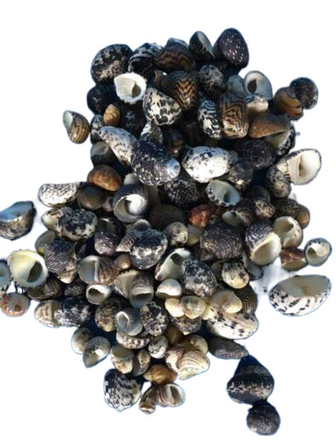 Маленькие черно-белые ракушки Nerita polita для рукоделия - Изображение 1 из 1