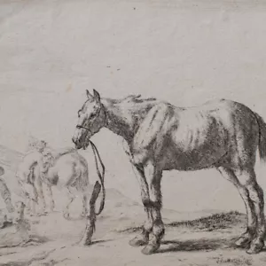 Dirk Stoop Pferde Tierstudie Goldenes Zeitalter Barock Orig Kupferstich 17 Jhd - Bild 1 von 6