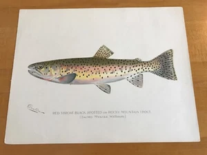 Denton - Rocky Mountain Trout - Original - Imagen 1 de 4