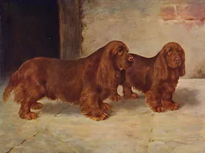 SUSSEX SPANIEL CHARMANTE HUNDEGRUSS NOTIZKARTE ZWEI SCHÖNE HUNDE - Bild 1 von 1