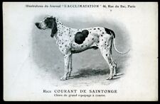 FRENCH HUNTING HOUND COURANT de SAINTONGE DOG ART POSTCARD - Paul Mahler Paris