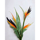 Bird of Paradise Stem Leaves Flowers Plant XL Wall Art Canvas Poster Print Huge