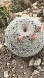 Mammillaria Candida 12 Cm, Diametro Su Radice, Bianca Neve Lana 10 Anni - Imagen 1 de 4