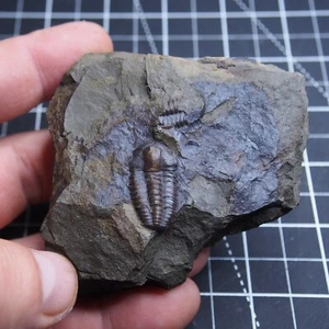 Fósiles cámbricos checos Trilobite Elipsocephalus hoffi dinosaurio - Imagen 1 de 8